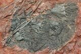 Silurian Fossil Crinoid (Scyphocrinites) Plate - Morocco #118526-1